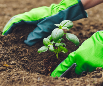 Gardening 