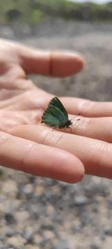 Butterly on a Barnesmore walk